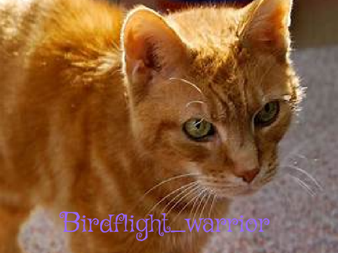 Pfp for @birdflight_warrior