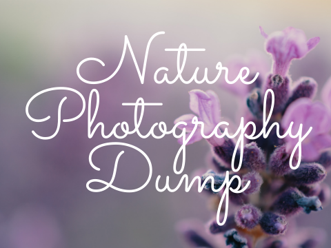 Nature Photography dump