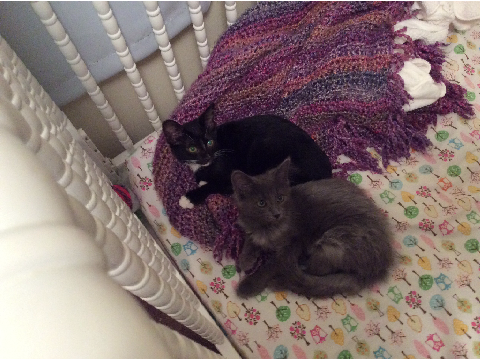 ★ ; My fluffy children