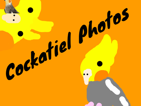 Cockatiel Photos- FPC Project