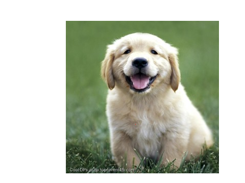 DOG SAYING SUP!!!!!!!!!!!!!!