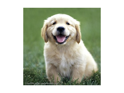 The Hey Hey Hey dog!!!!!!!!!!!!!!