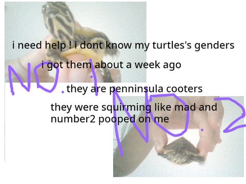 HELP i need help determing my turtles's genders