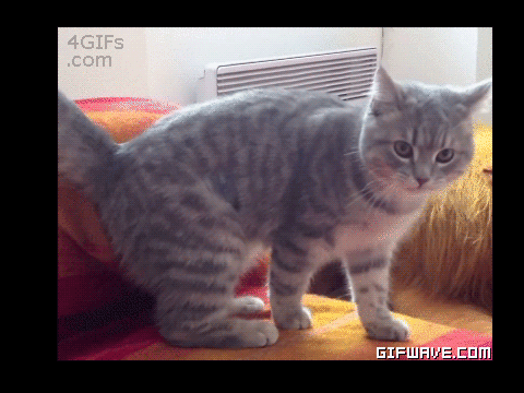 just a stupid cat gif