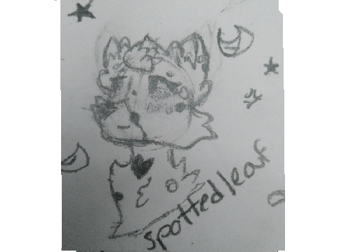 Thunderclan medicine cats