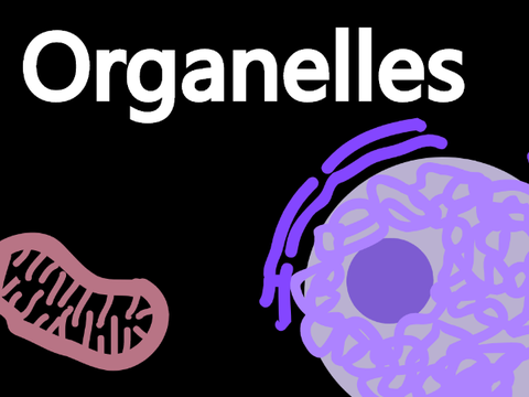 Organelles