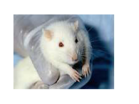 Rats bio by funone