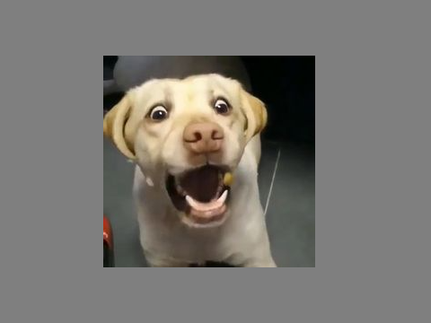 Play with a scared dog