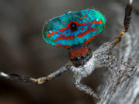Spiders