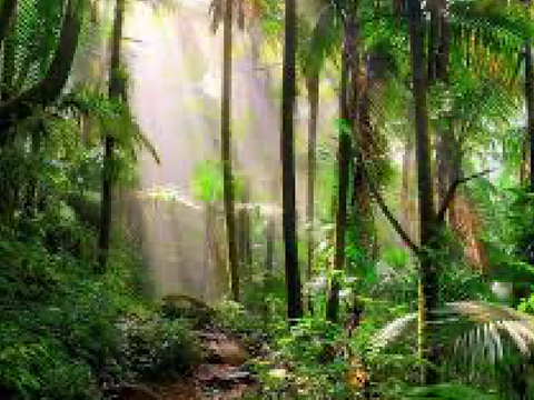 Rain forest sounds