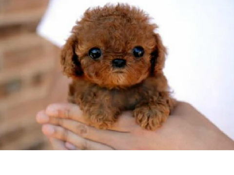 Cute Puppy-Wuppies