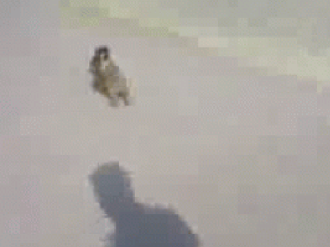Baby monkey riding backwards on a pig