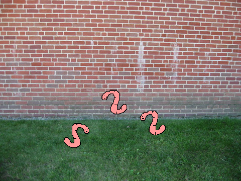 Worms?