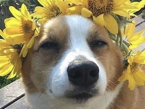 シ