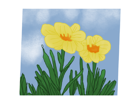 Daffodils.