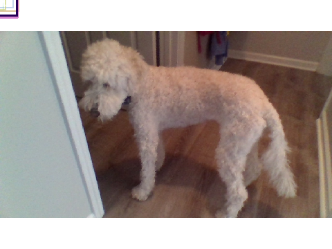 daisy (my dog) golden doodle