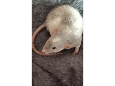 a gif of ube