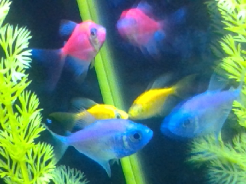 Glofishies 0v0