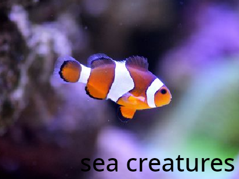 sea creatures // srw