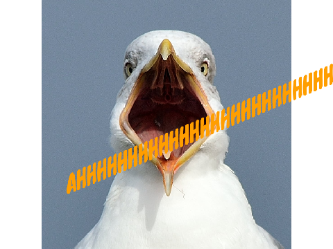 Seagulls stop it now!!   ;)