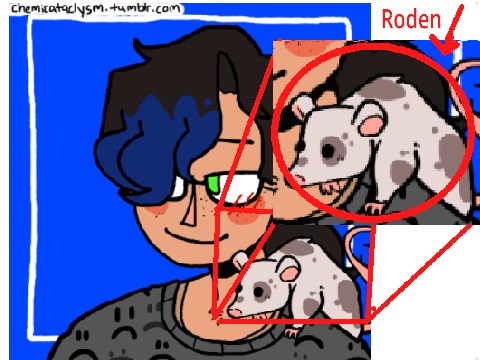 Aloras Pet Rat (Roden) 