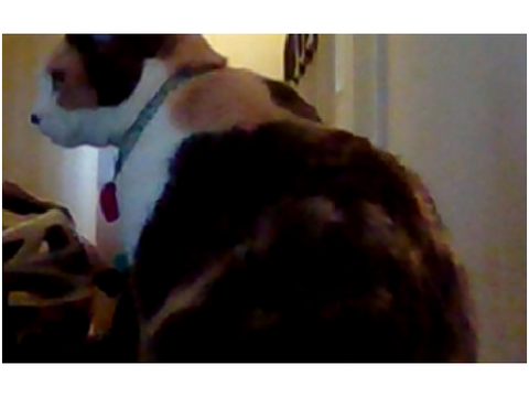 is muh cat 