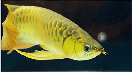 Video of arowana 