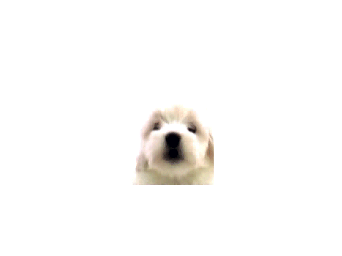Cute Dog