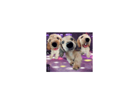 Disco Dogs