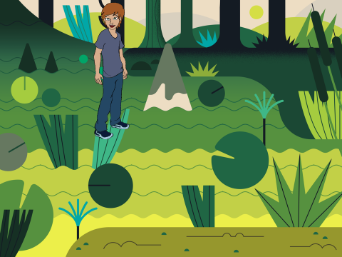marshes
