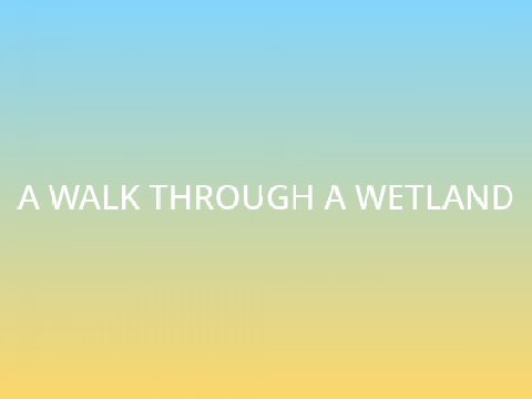 A Walk Through a Wetland - Animated Parallax