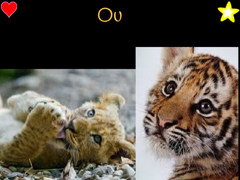 Lion ou tigre remix
