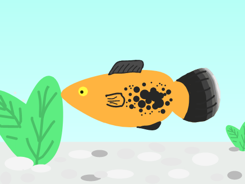 Platy Fish Art!