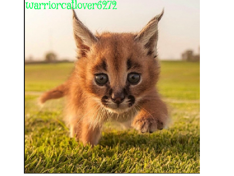 Sign here if you're against Caracal hunting! remix remix