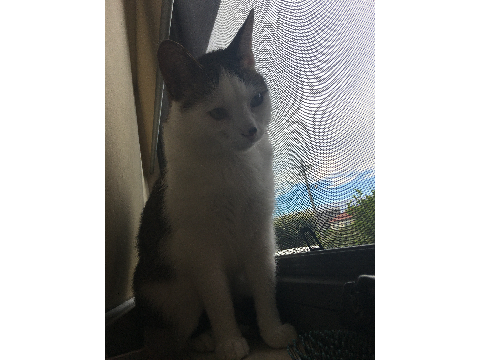 cat w/ ocean