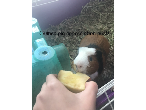Guinea pig appreciation post!!! 