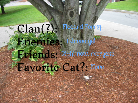 ~Cats of the Flooded Forest - Sign Up~ remix