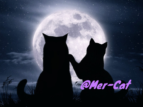 Sign if you love Warrior Cats <3