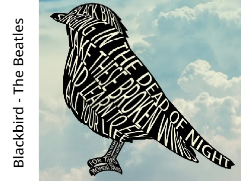 Blackbird