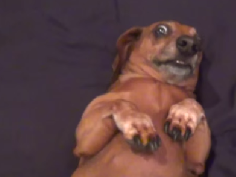 snort dog?
