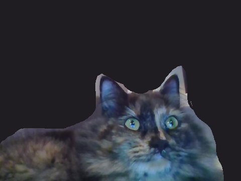 Put My Cat on the cover of Vogue