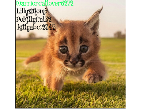 Sign here if you're against Caracal hunting! remix remix