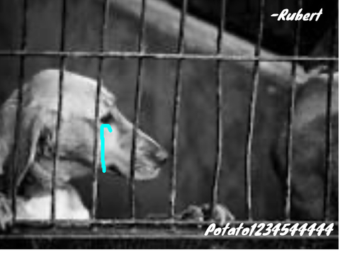 Help us stop animal cruelty [remix and sign]