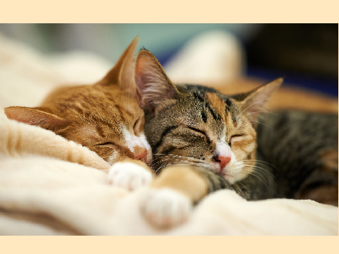 cute and funny cat pics.
