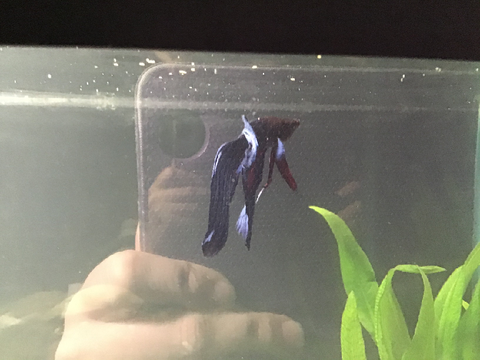 Tank update!
