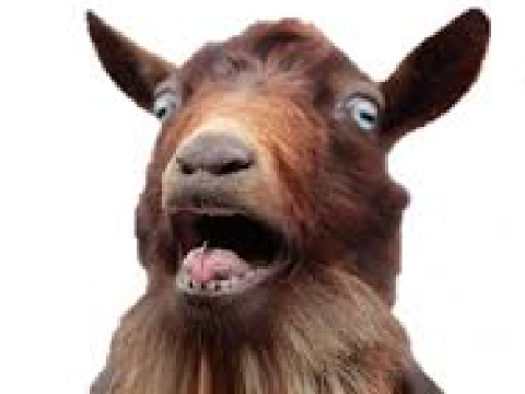 goat