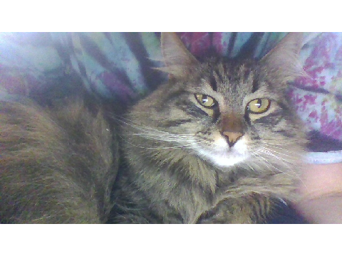 Cat Reveal #2 Opi