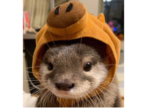 ✰ meet bob ˎˊ-