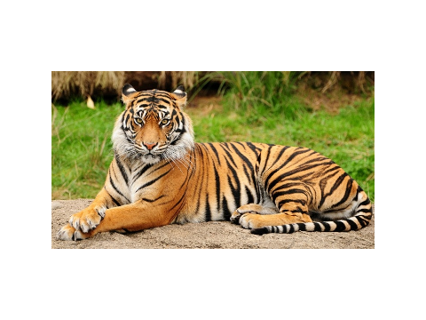 Les tigres