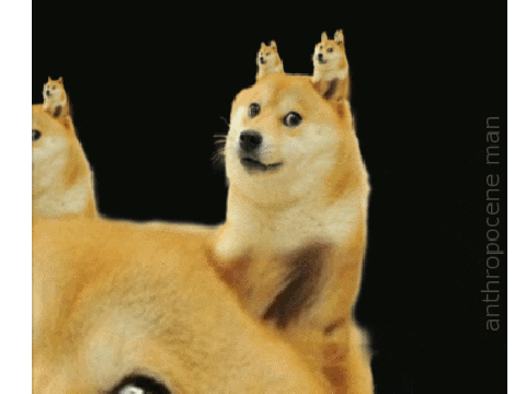 doge